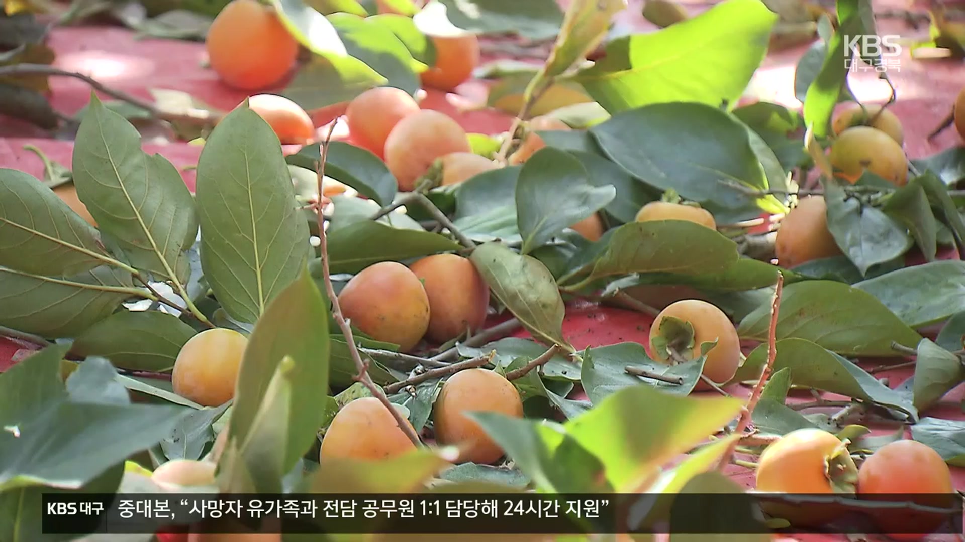 역대 최대 감 풍년…가격 폭락에 수확 포기