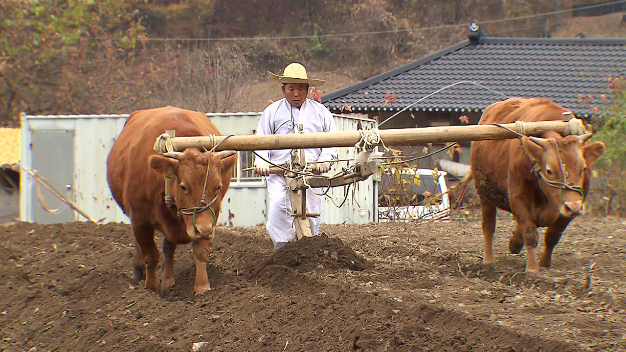 ‘소 겨리’ 아시나요?…산골 농경문화 보존 안간힘