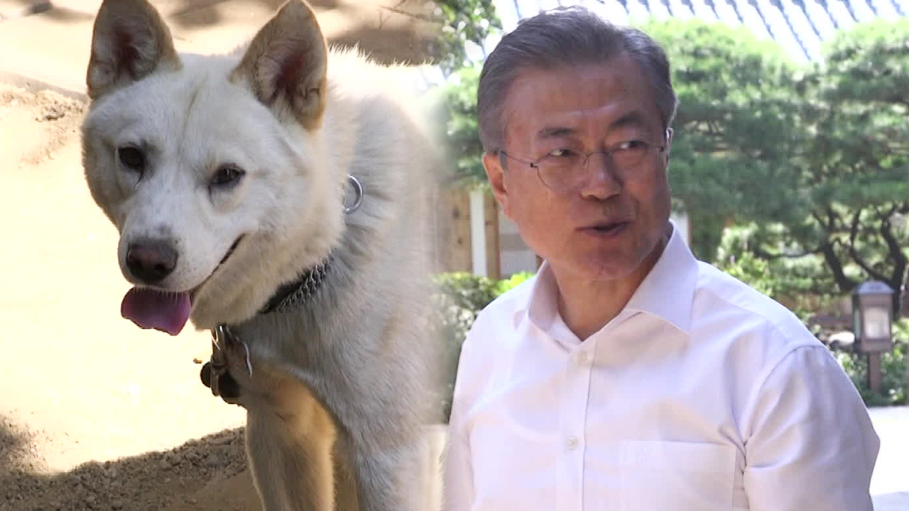 ‘북한 선물’ 풍산개 위탁관리 놓고 신구 정권 갈등