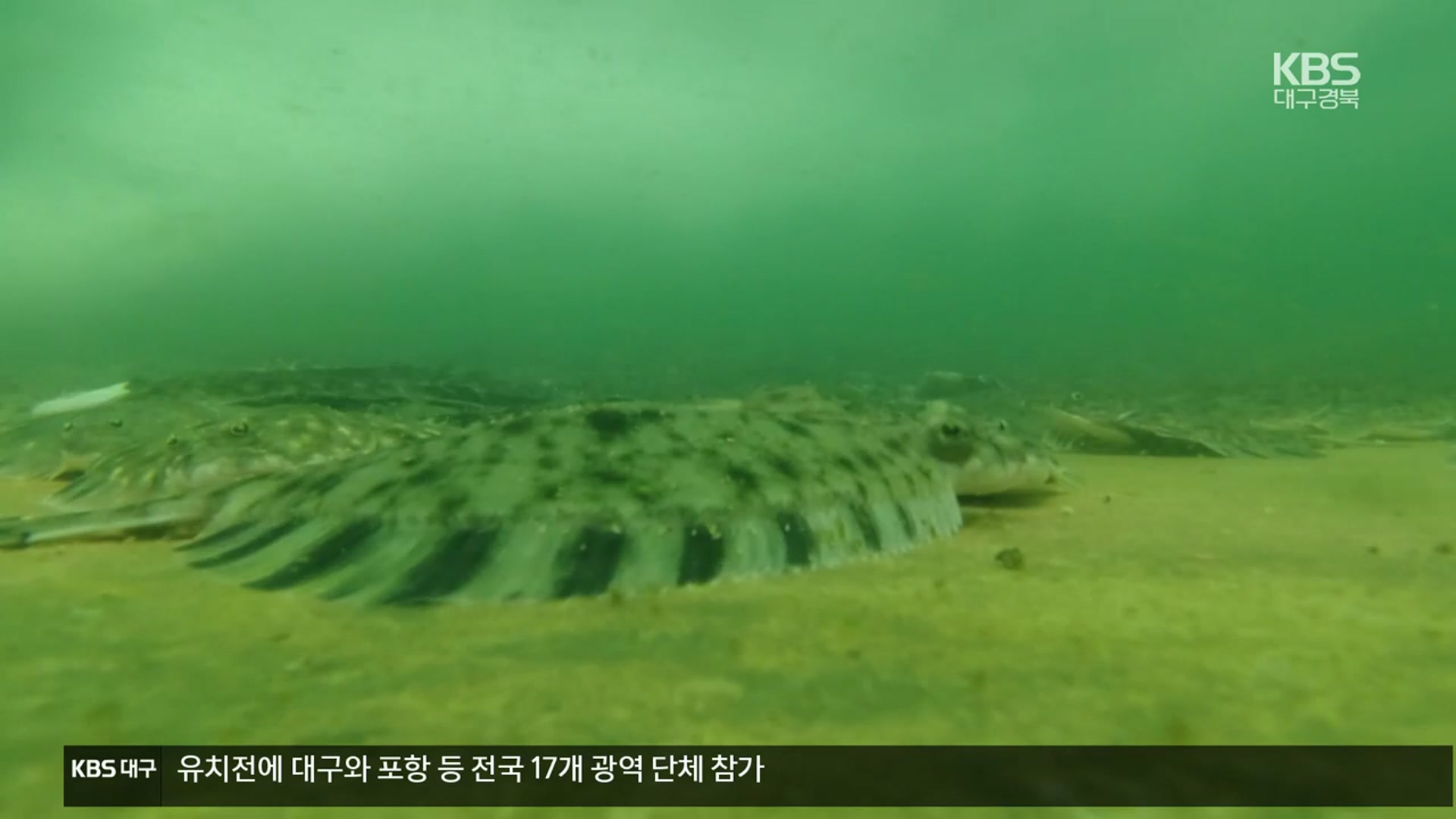 [여기는 포항] 해양심층수로 고급 어류 양식…“경제성은 있다”