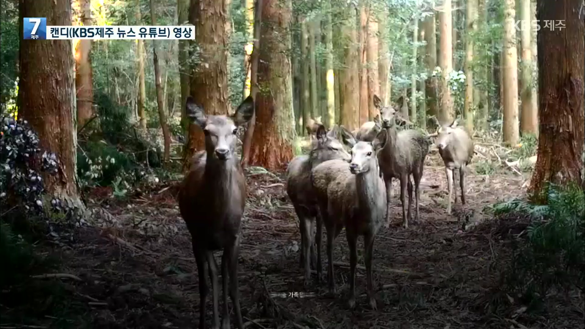 [캔디] 한라산에 나타난 꽃사슴 가족?