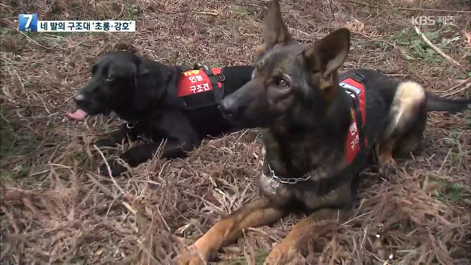 함양군 지곡면 야산 불…30분 만에 진화