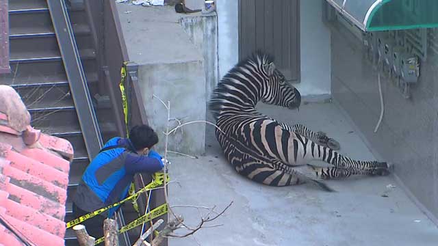 [이 시각 소방청 상황실] 2살배기 얼룩말 도심 활보…차도 조심조심