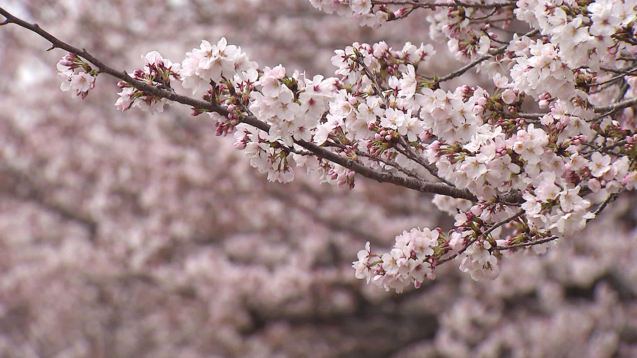 4년 만에 만끽하는 벚꽃 향연…‘진해 군항제’ 개막