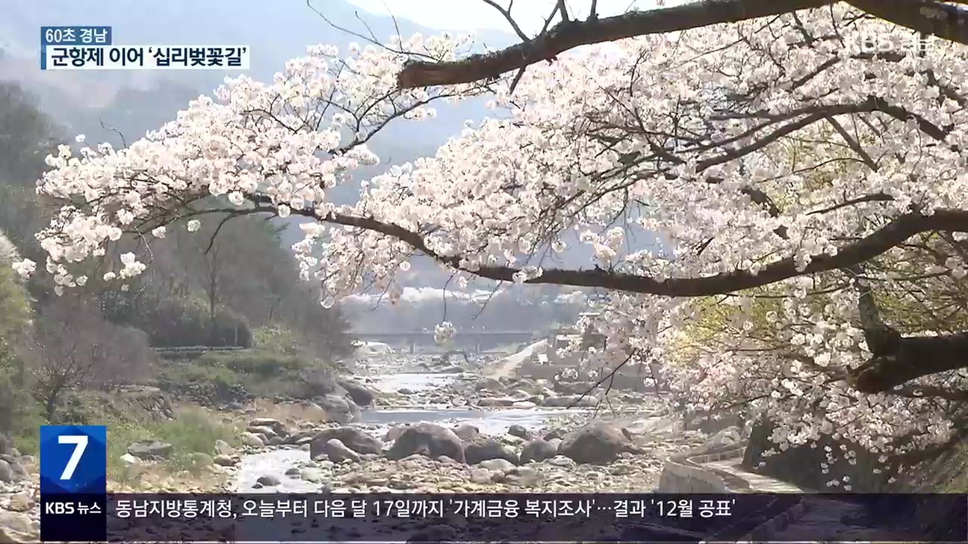 [60초 경남] 화개장터~쌍계사까지 열린 하동 ‘십리벚꽃길’