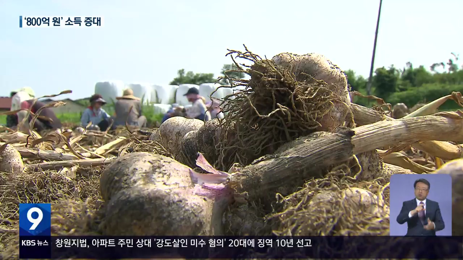 ‘우량 씨마늘’ 확대…전국 1위 명성 잇는다