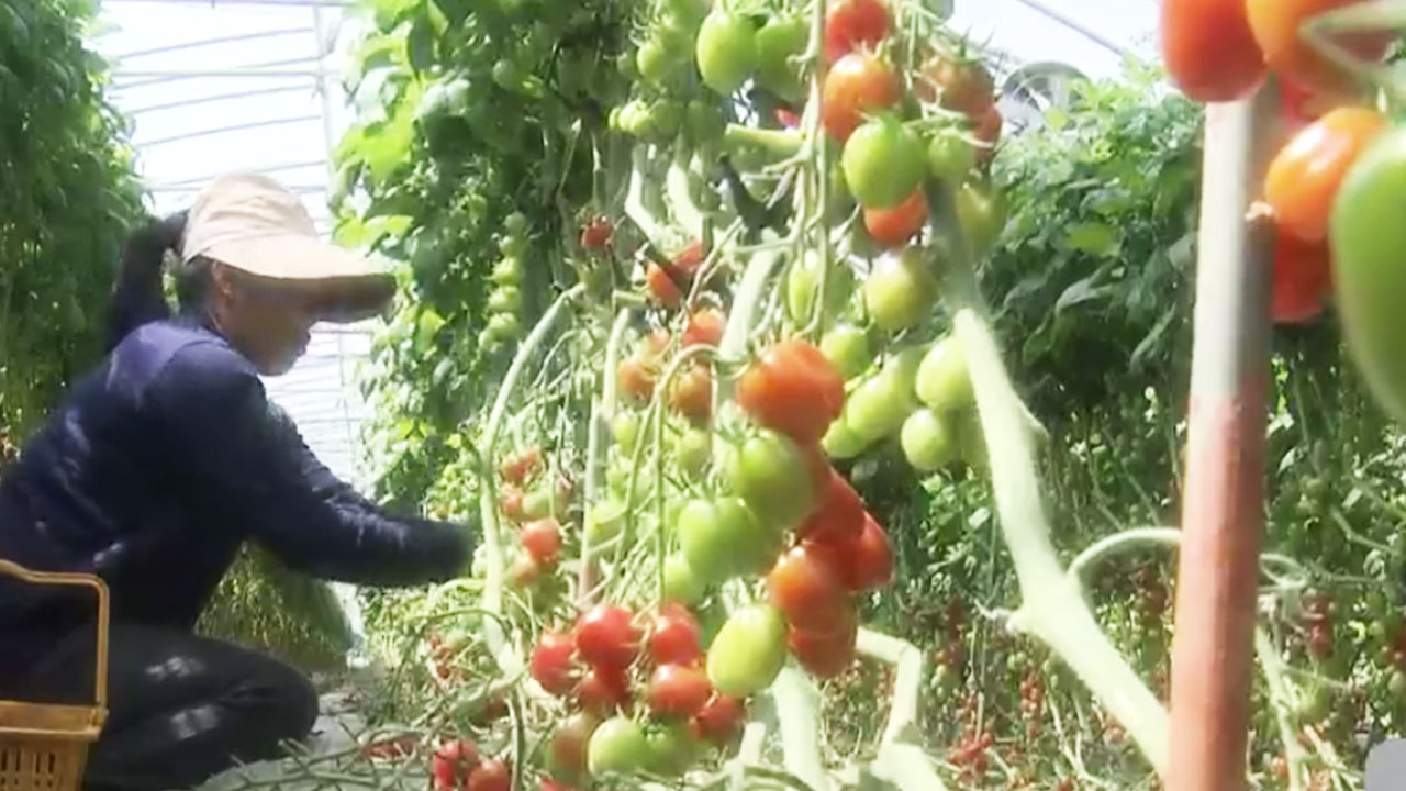 판매 급감에 방울토마토 수확 늦추는 농가들…“도박하는 심정”