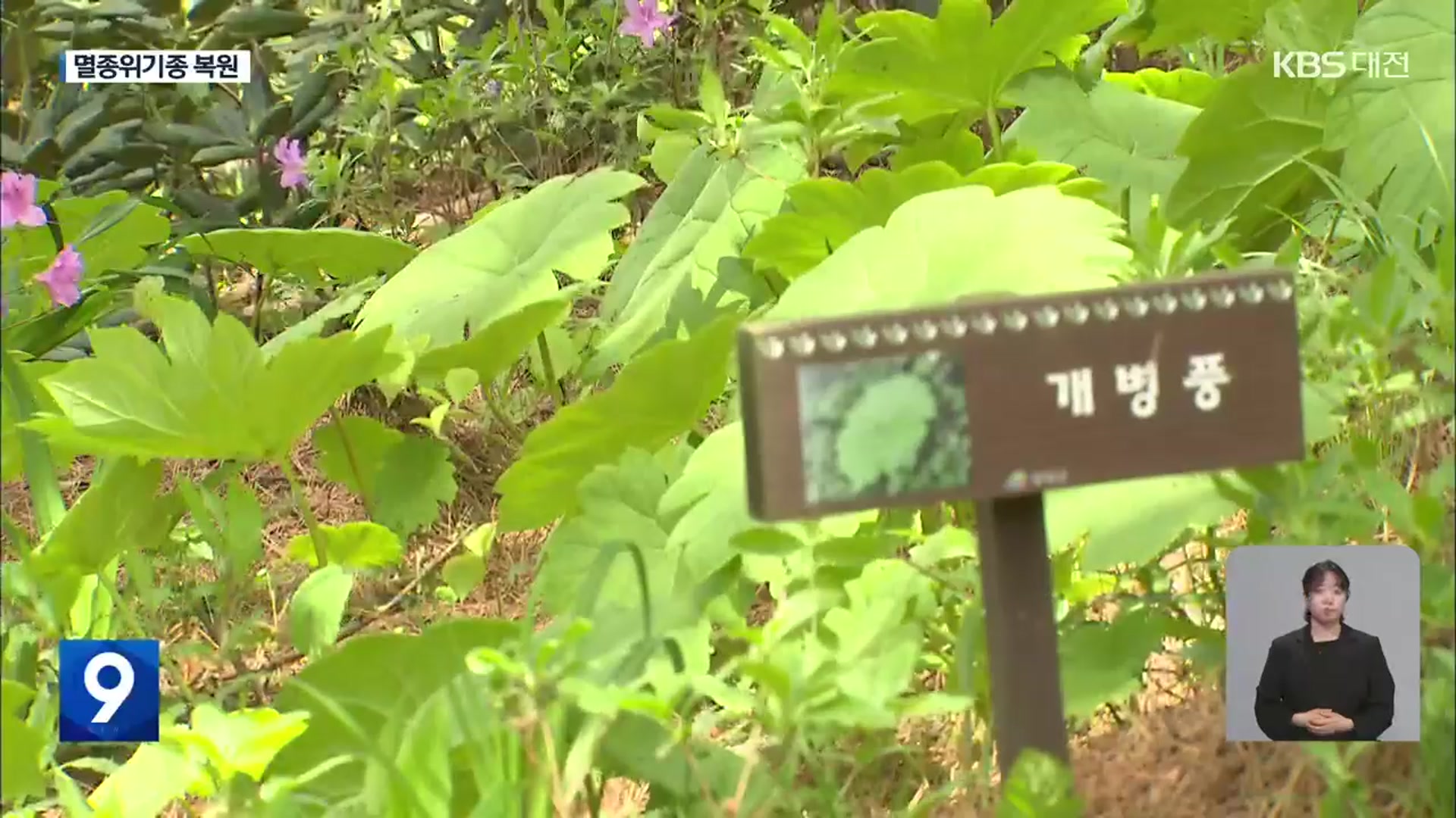 청양에 싹 틔운 멸종위기 식물들…개체 보존 사업 박차