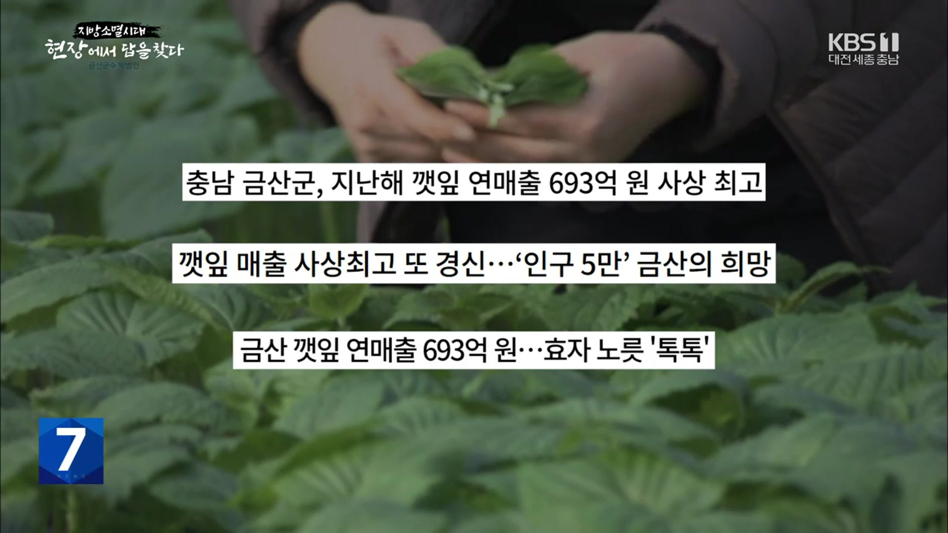 [지방소멸 시대] 인구 5만도 아슬아슬…금산, 인삼·깻잎 산업으로 활로