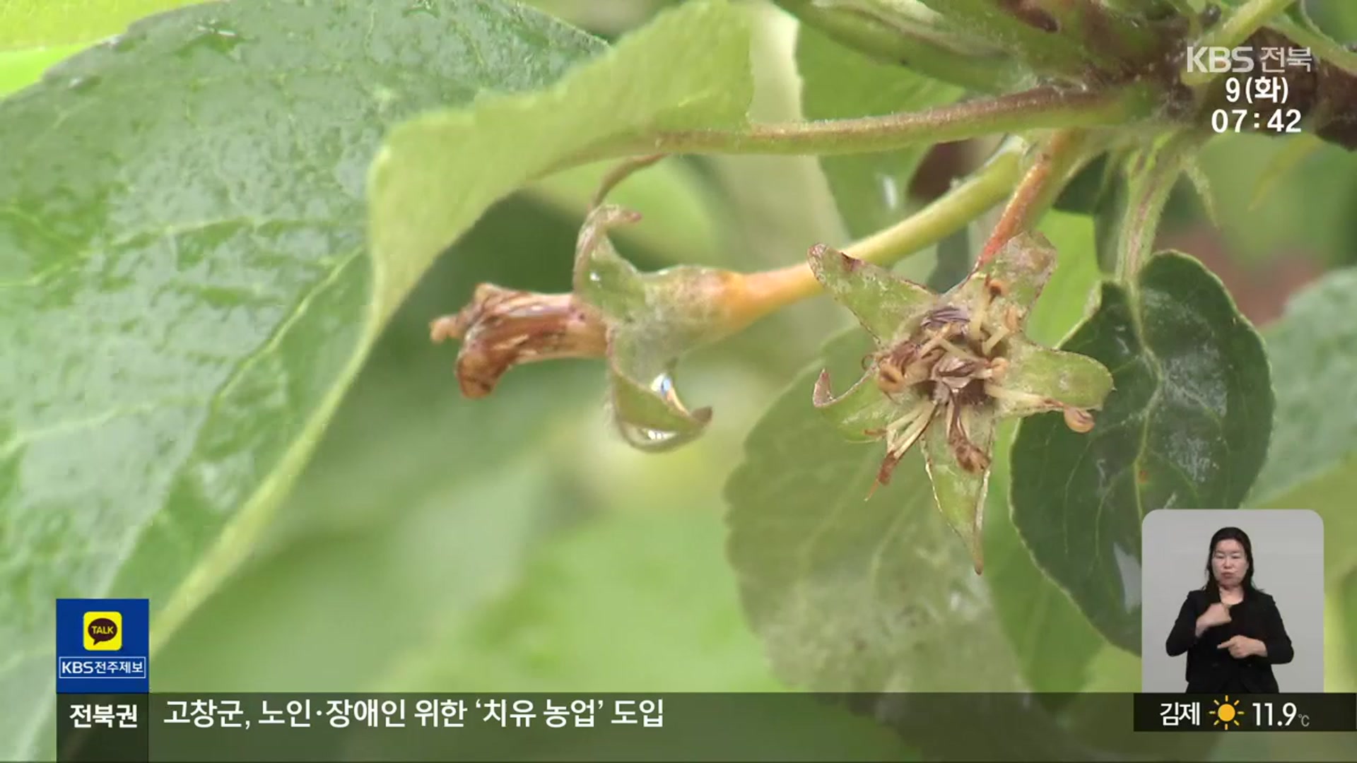 [전북의 창] 지난달 이상 기온…남원시, 과수 피해 복구