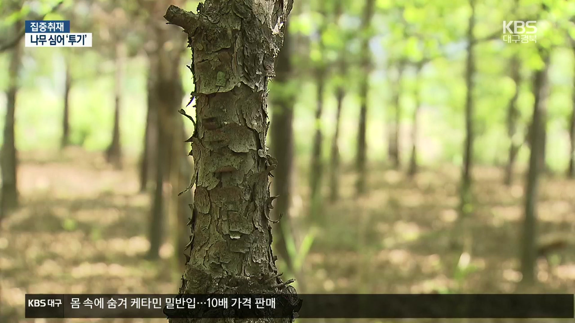 [집중취재] ‘농로에도 심었는데’…투기성 외면한 중토위에 ‘비난’