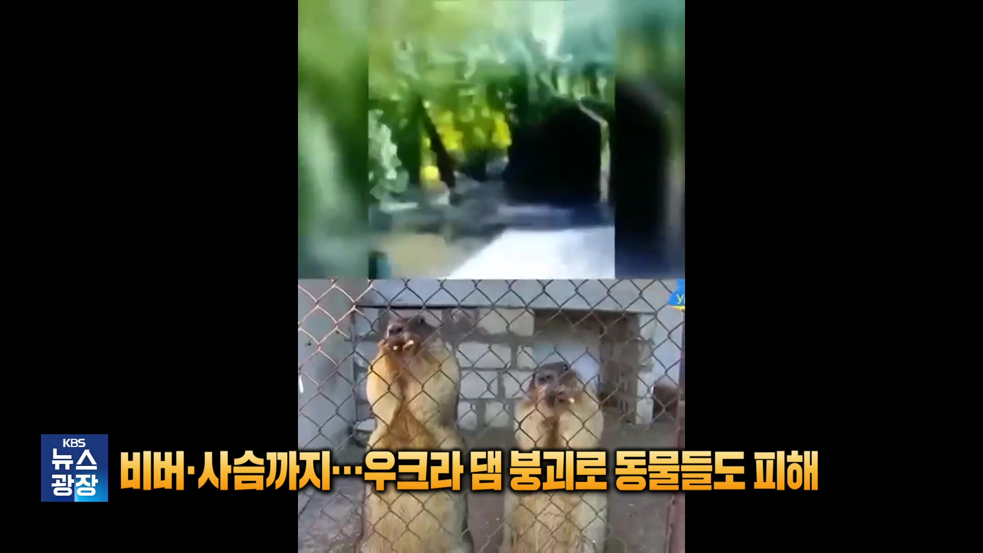[잇슈 SNS] 비버·사슴까지…우크라 댐 붕괴로 동물들도 피해 속출