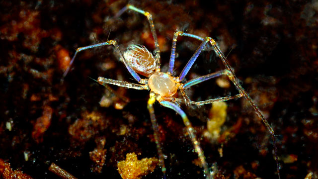 우리나라에서는 최초로 ‘눈 없는’ 신종 거미 발견. ‘한국구슬거미’ 암컷의 모습. (국립생물자원관)