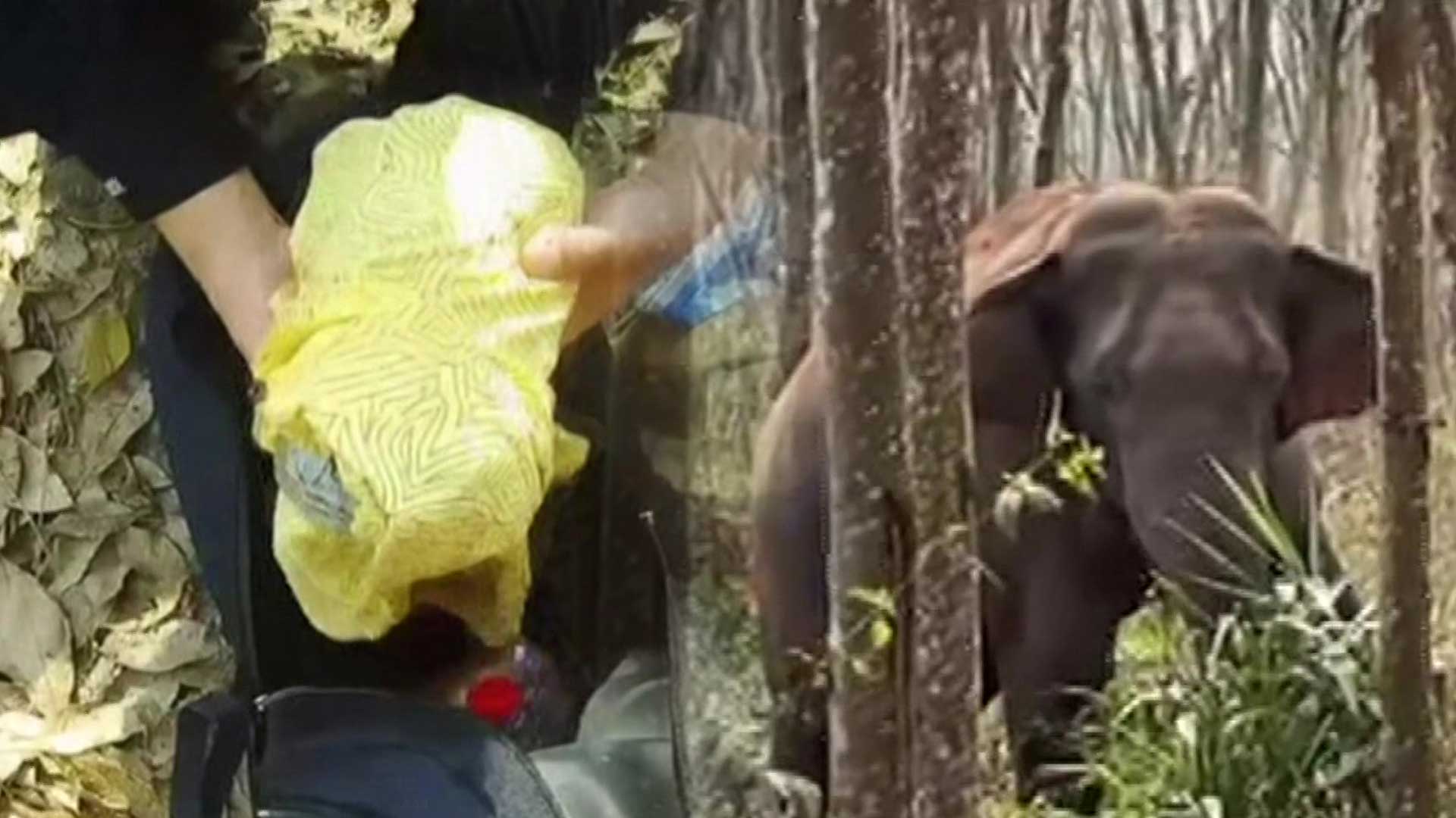 중국, 마약 가방 찾아낸 야생 코끼리