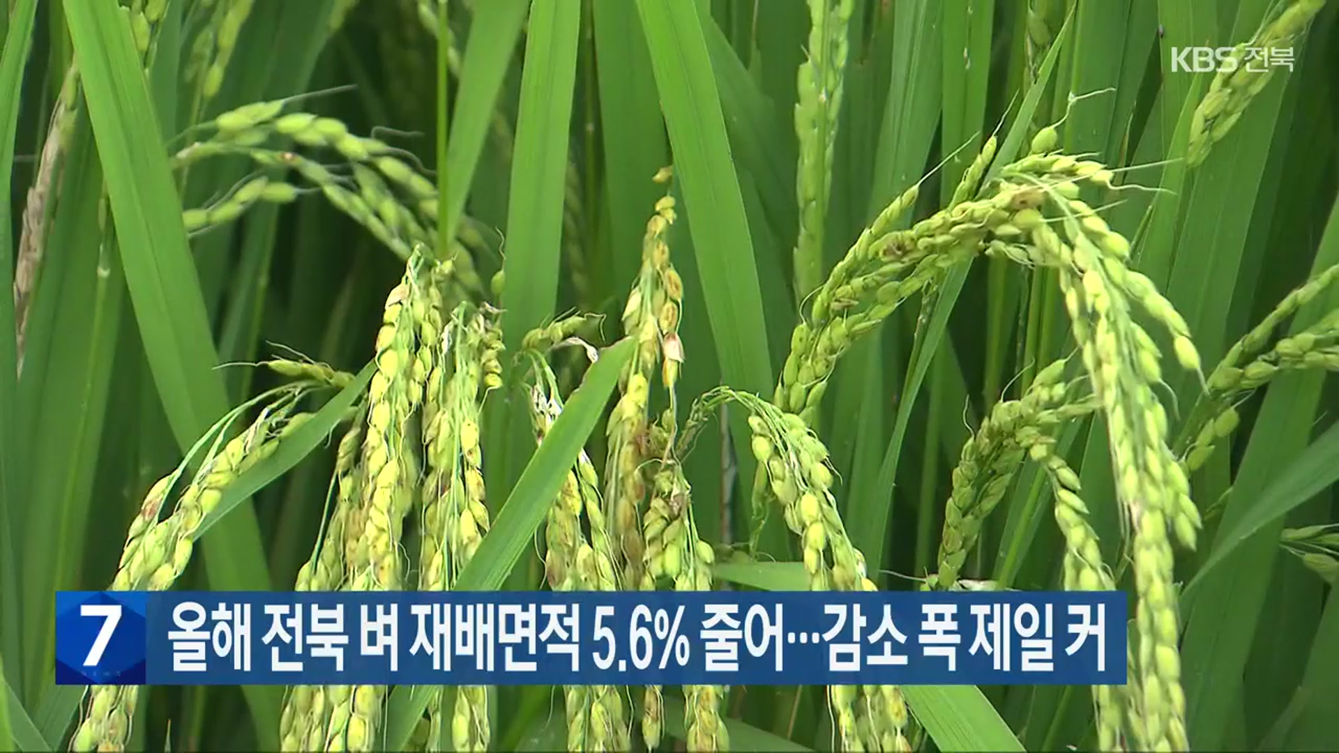 올해 전북 벼 재배면적 5.6% 줄어…감소 폭 제일 커
