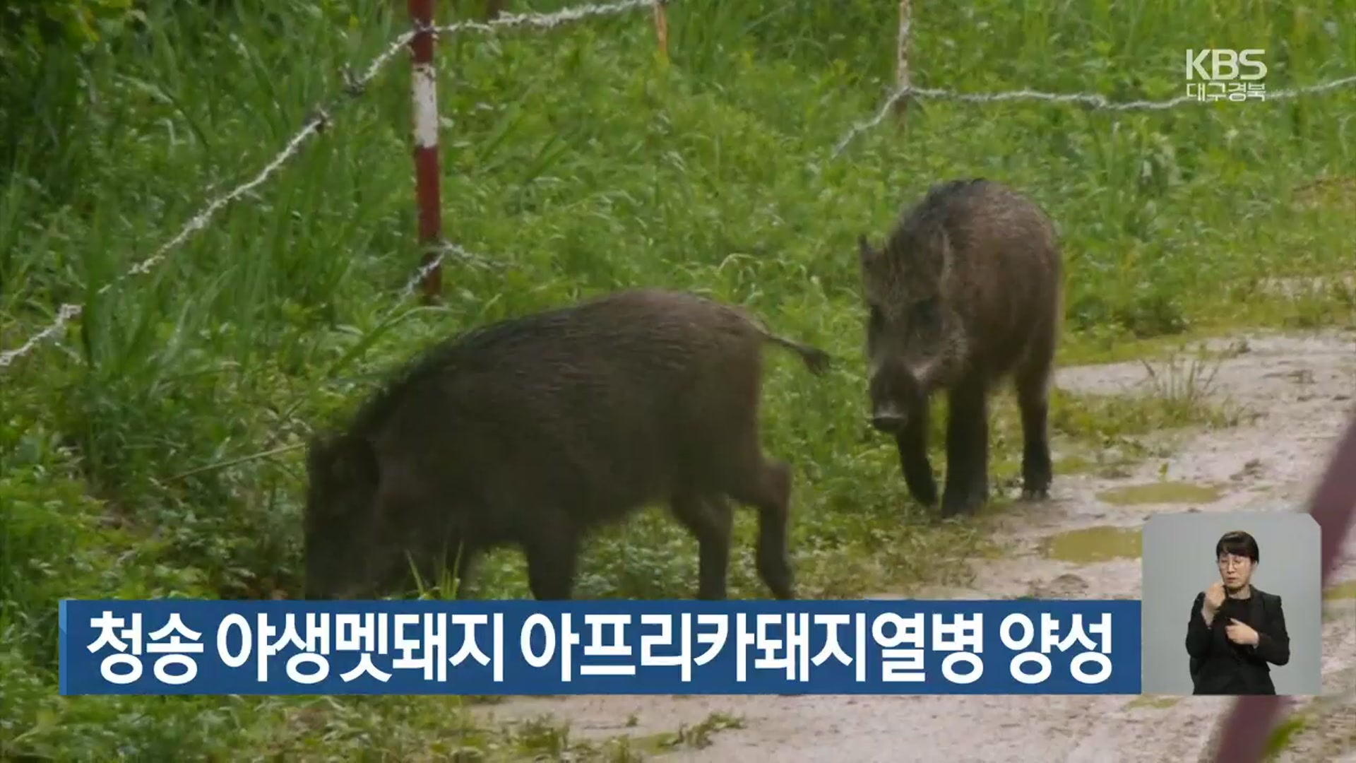 청송 야생멧돼지 아프리카돼지열병 양성