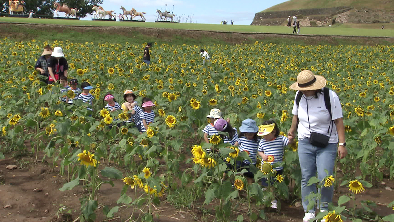 어느새 초가을…임진강 변 6만 송이 해바라기 장관