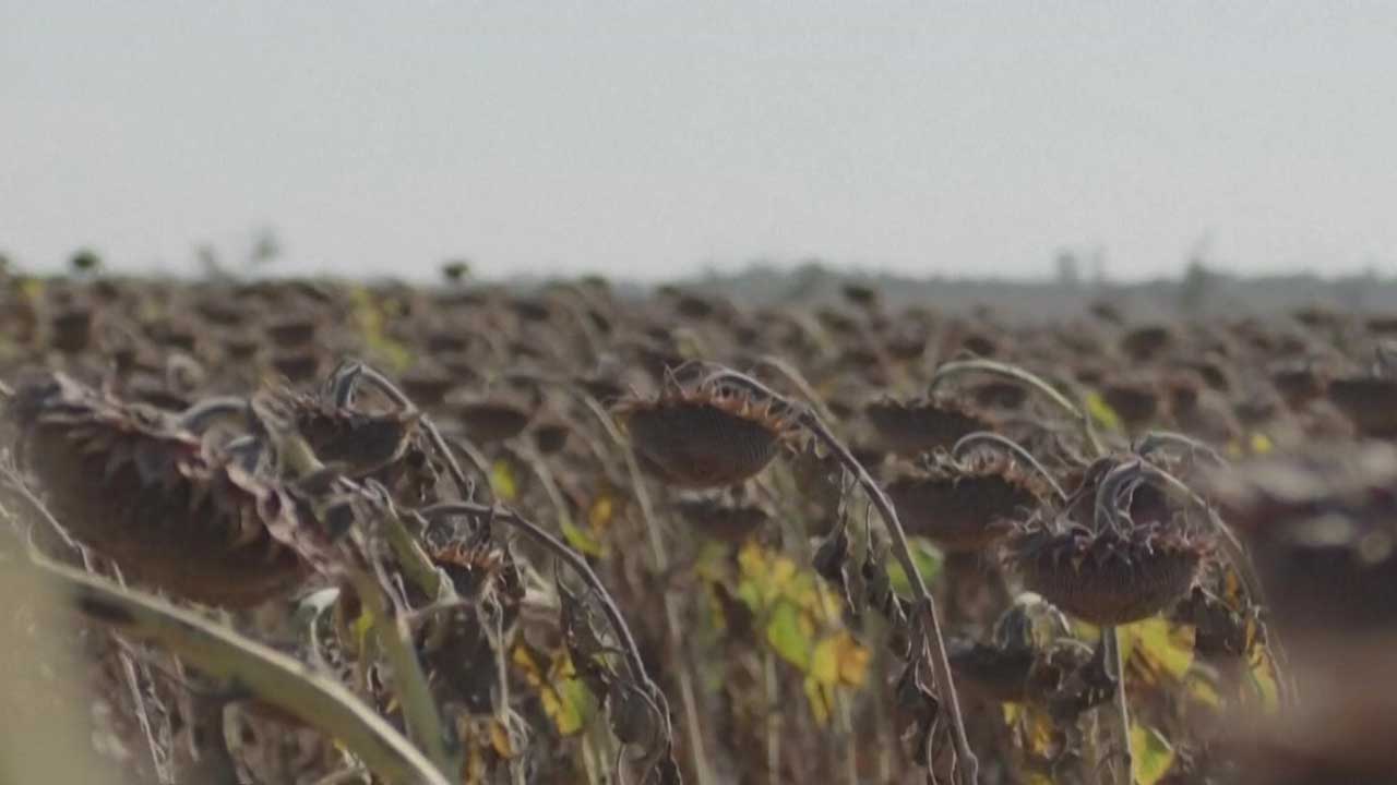 수출길 막힌 우크라이나 해바라기 