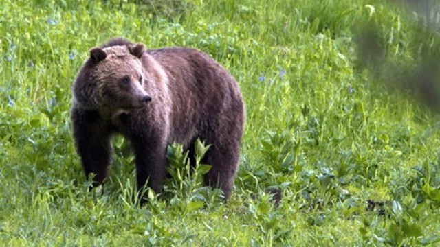 캐나다 서부 국립공원서 곰 습격받은 야영객 2명 사망