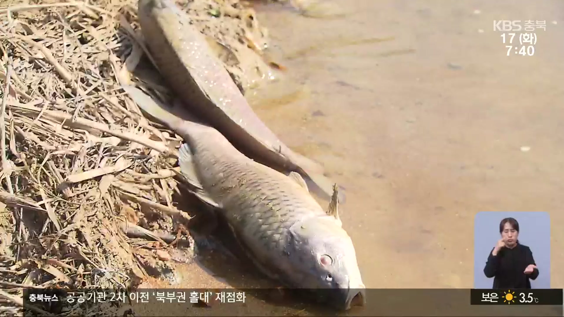충북 진천서 물고기 집단 폐사…“기준치 이상 오염물질 유입”