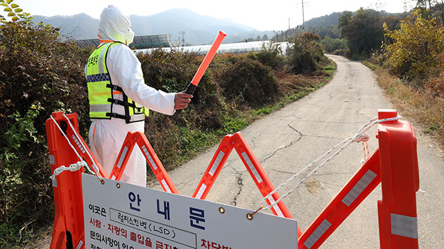 럼피스킨 충남 홍성에서도 확인…11개 시군·29곳 농가