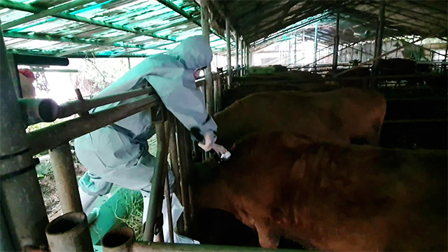 ‘럼피스킨병’ 경기 파주, 충남 논산·아산도 발생…확진 농가 총 51개로 늘어