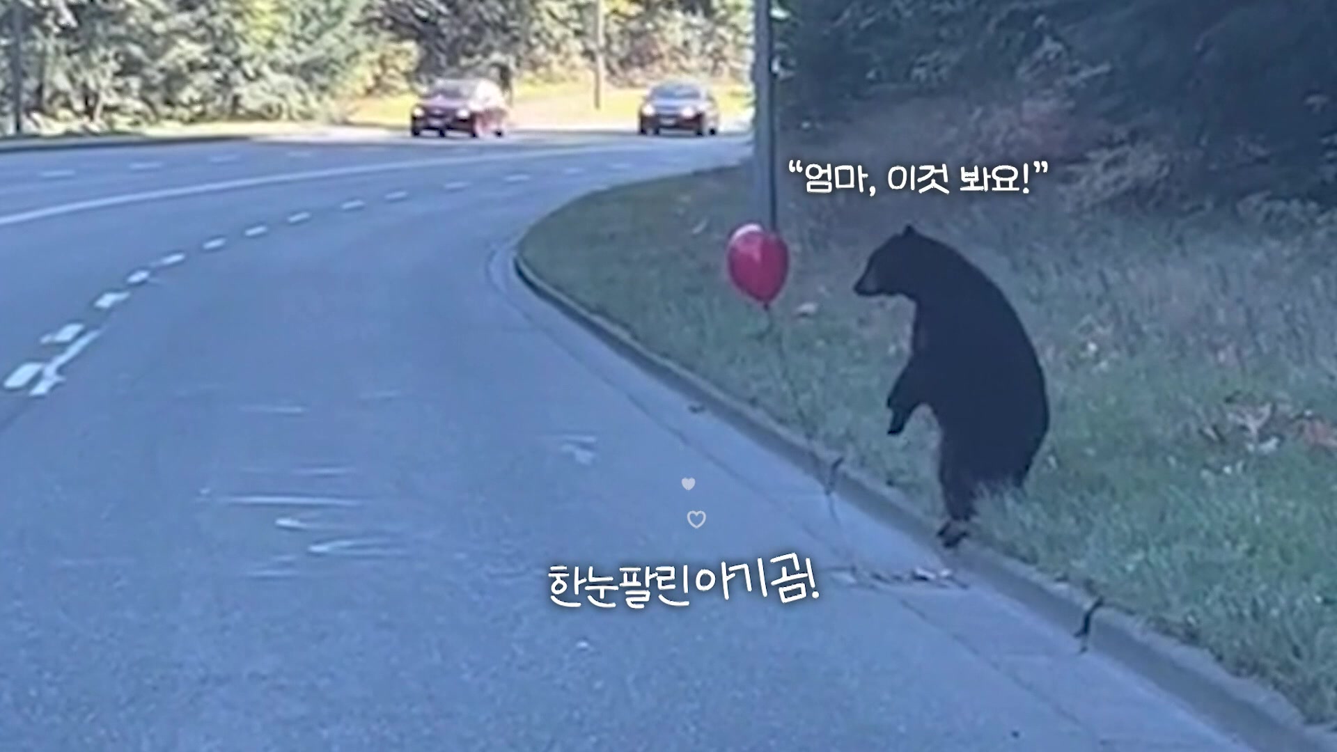 [오늘의 영상] 빨간 풍선과 아기 곰…동화 속 장면 실제로 펼쳐져