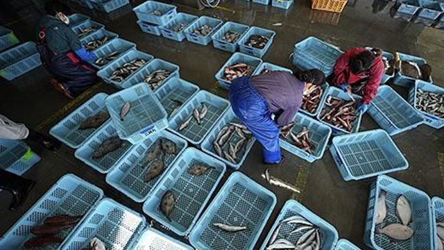 일본 수산물 10월 대 중국 수출 84%↓…오염수 방류 금수에 가리비는 ‘0’