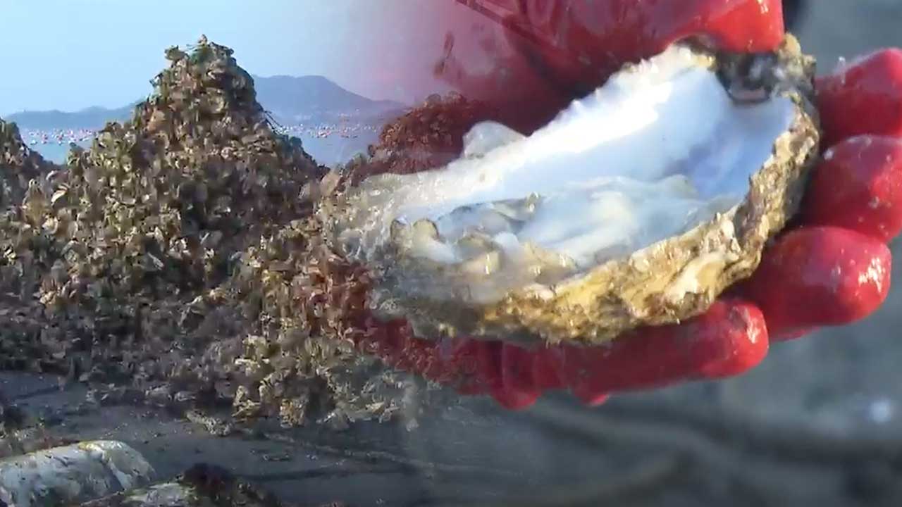 남해안 굴 수확 한창…생산량은 감소