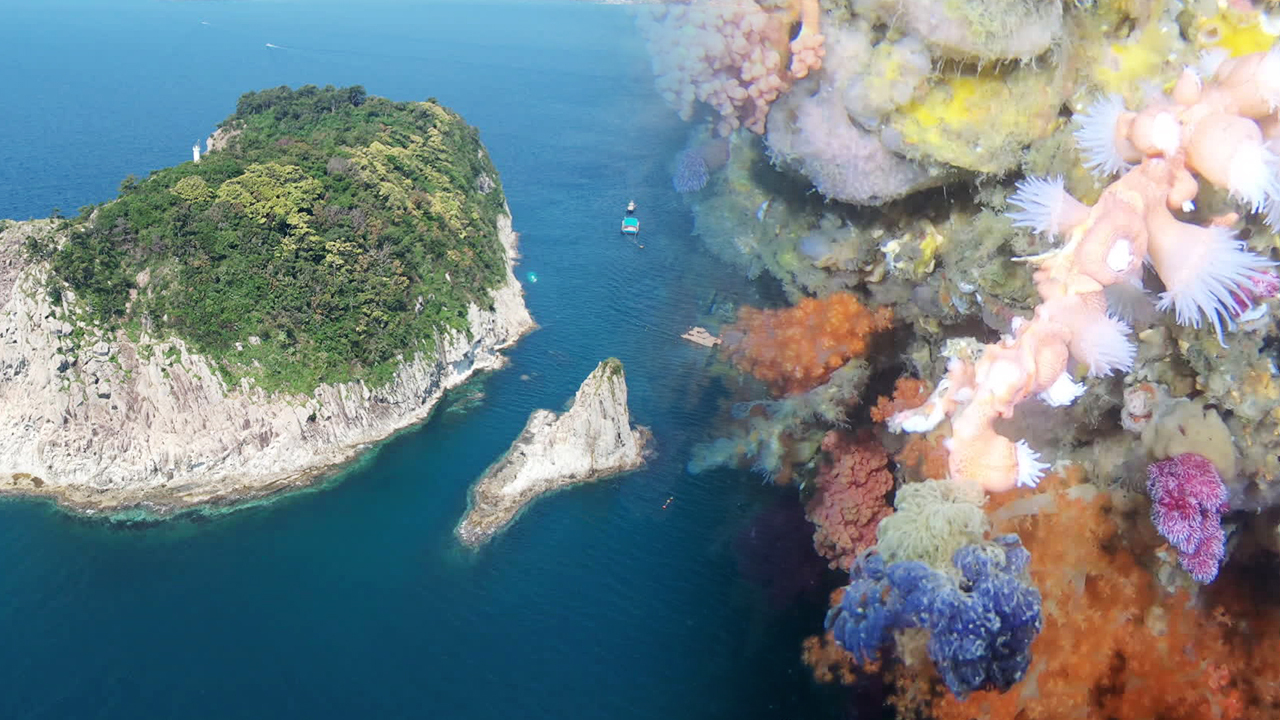 ‘바다의 꽃’ 제주 산호 군락, 기생 생물에 신음