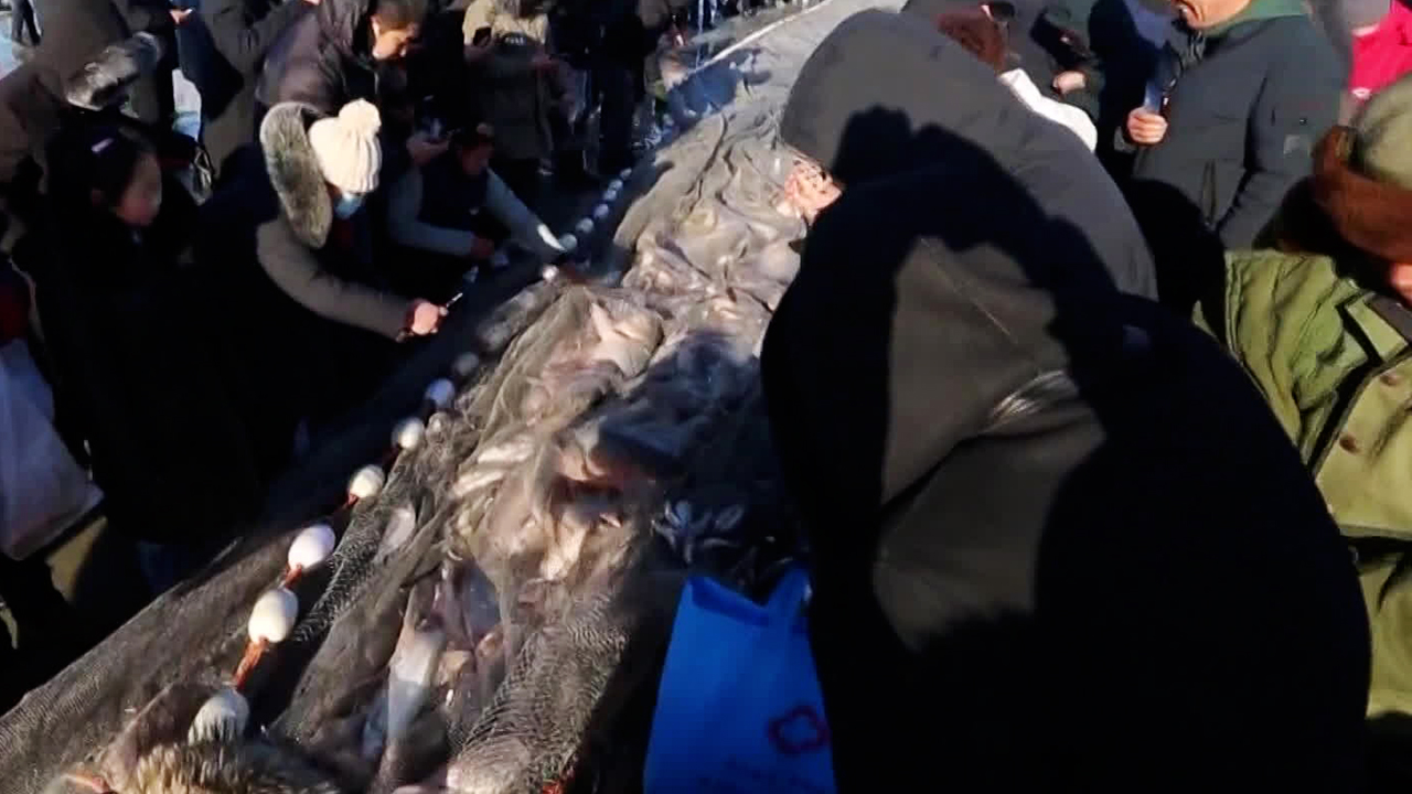 중국 ‘행운의 물고기’ 가격, 올해는 절반 수준…왜?