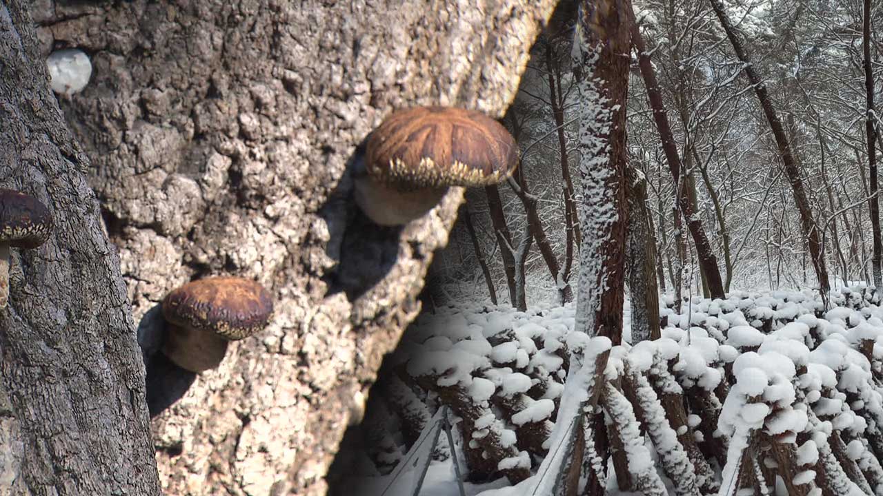 겨울 기온 오르락 내리락…표고버섯 피해 ‘확산’