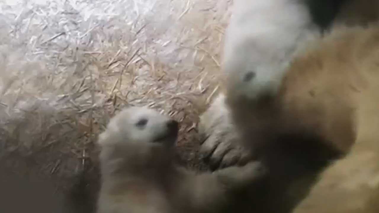 미국, 귀여움 두 배! 쌍둥이 북극곰 화제