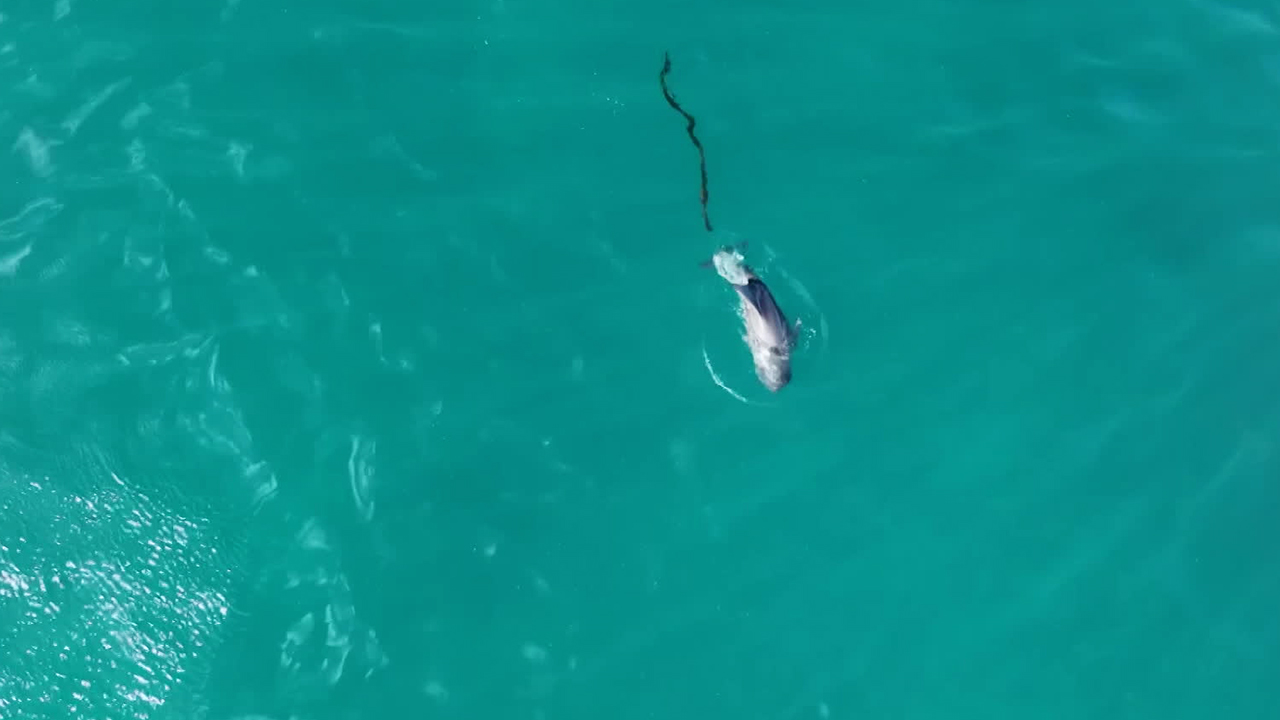 두 달 넘게 폐그물에 신음 새끼 남방큰돌고래…구조는 시간과의 싸움