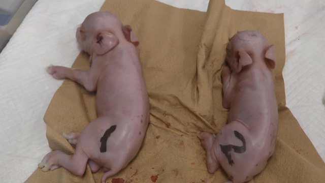 일본서 ‘인체 장기이식용’ 돼지 첫 탄생…“올여름 원숭이에 시험”