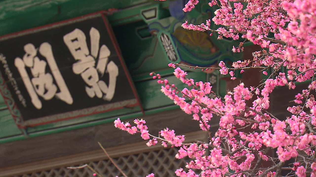 380년 된 고목에 홍매화 ‘활짝’…양산 통도사의 봄