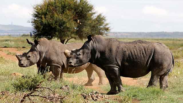 남아공, “지난해 코뿔소 499마리 밀렵 당해”