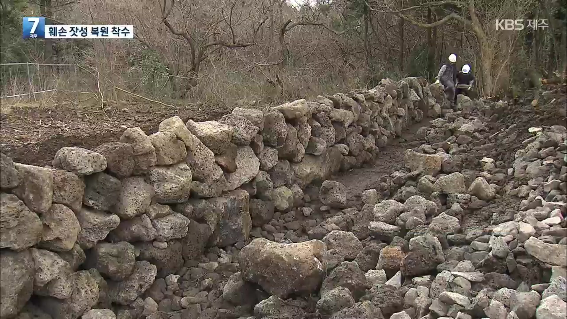 비자림로 확장공사로 무너진 잣성…제주도, 원형 복원 착수