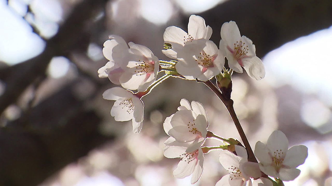 오늘은 경칩…봄꽃들의 설렘