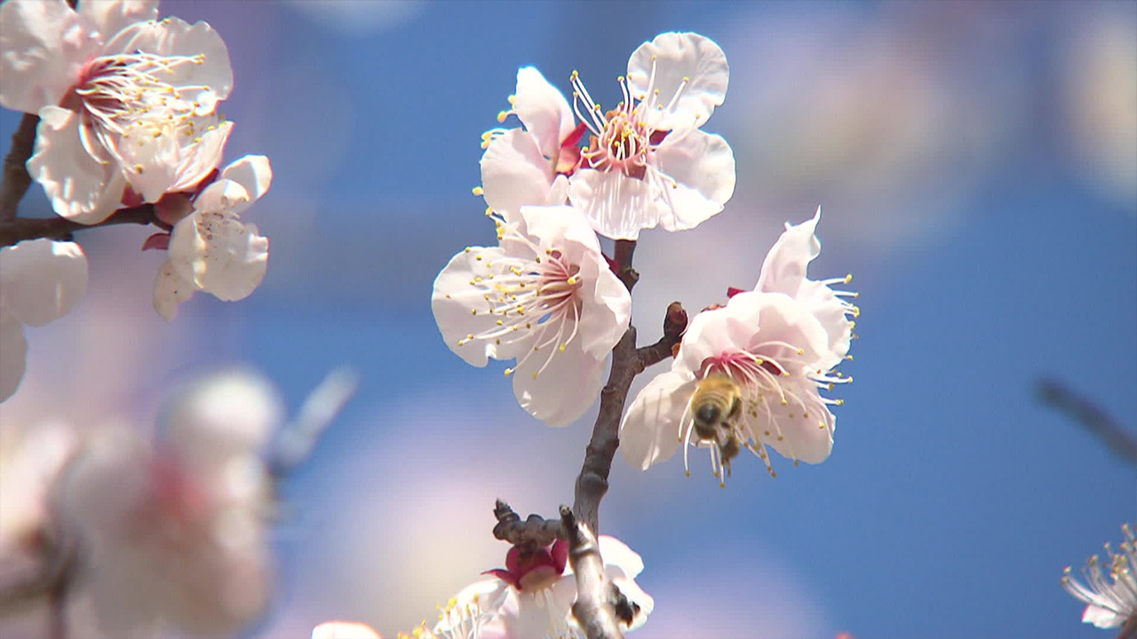 남쪽에 먼저 피어난 봄…봄꽃 축제 한창