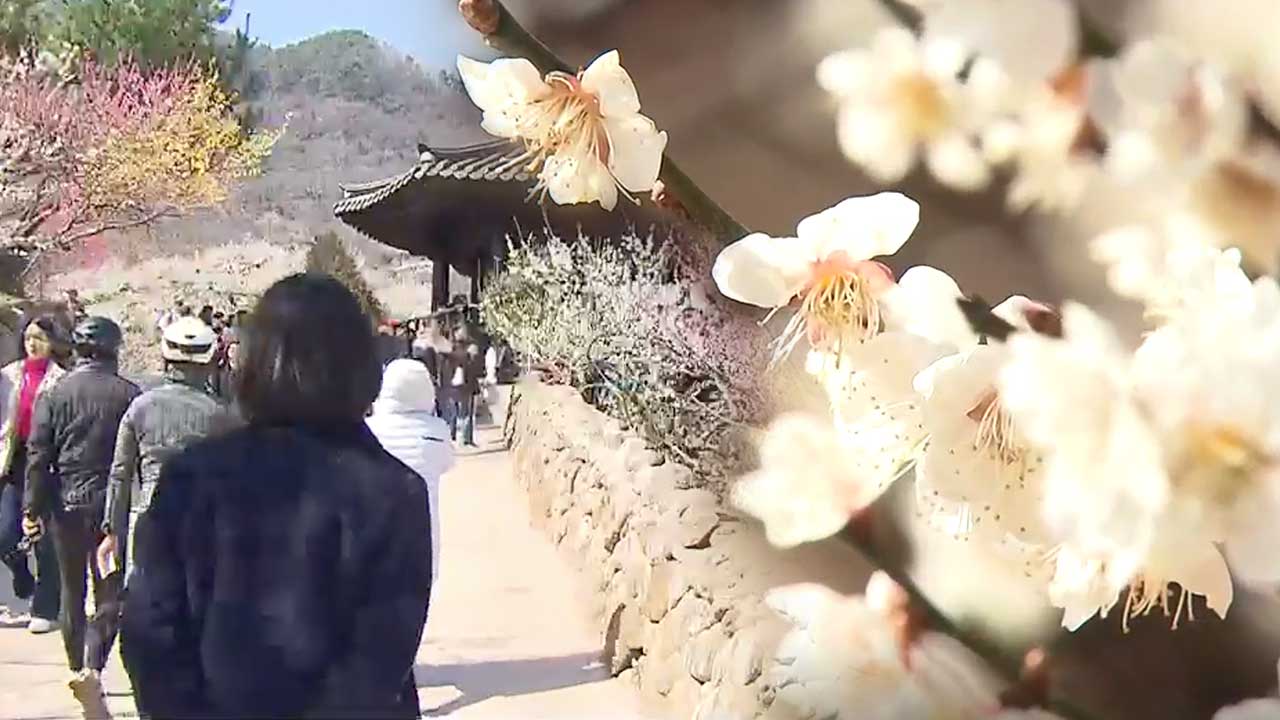 상춘객 반기는 산수유꽃 만개…남녘 곳곳서 봄꽃 축제