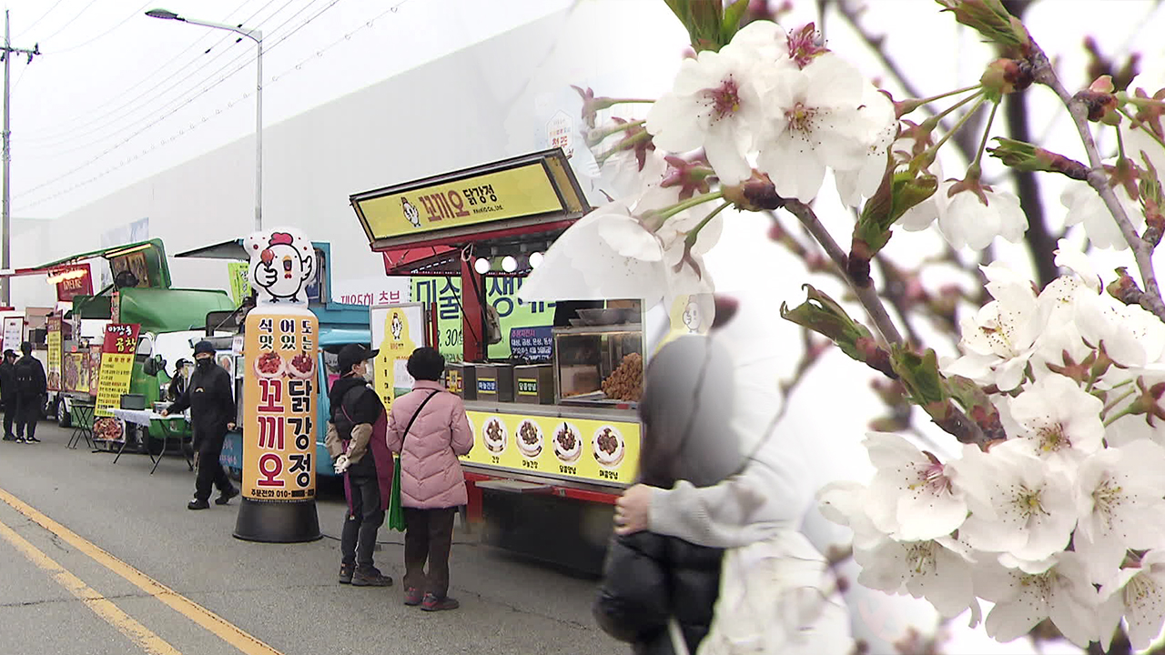 벚꽃과 음식의 만남…청주 푸드트럭 축제 한창