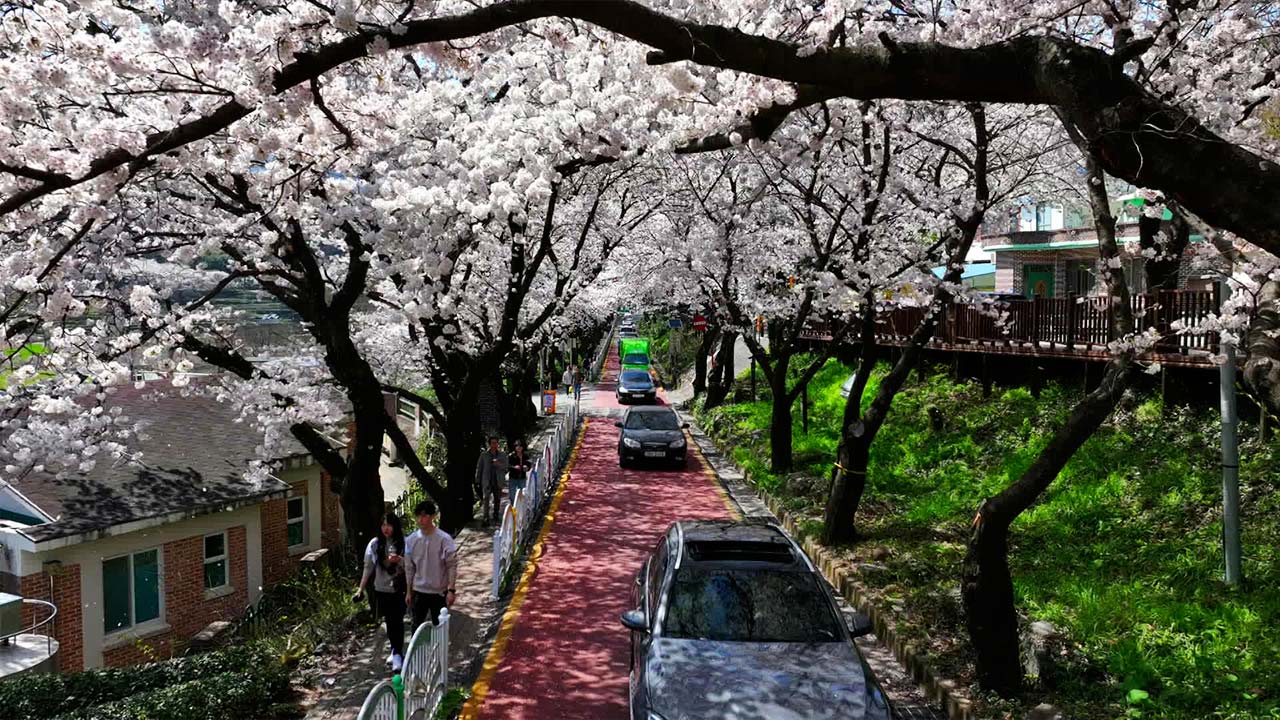 하동 십리 벚꽃길의 장관…개화 늦어진 이유는?