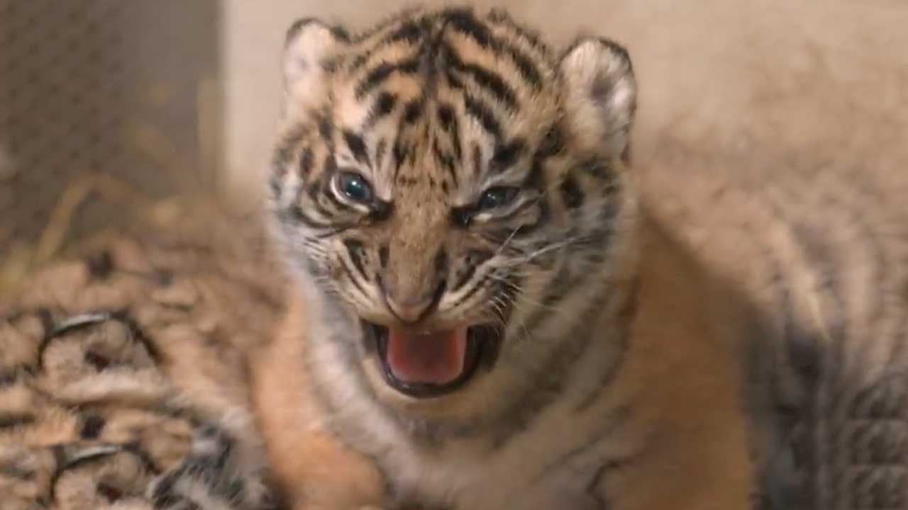 프랑스 동물원, 멸종위기 수마트라 호랑이 쌍둥이 태어나 