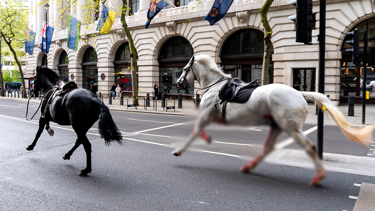 근위대 말들의 반나절 탈주극…대낮 런던 질주 감행