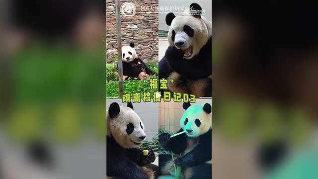 중국, 푸바오 3번째 영상일기 공개…“외부식사 시작·배변도 정상”