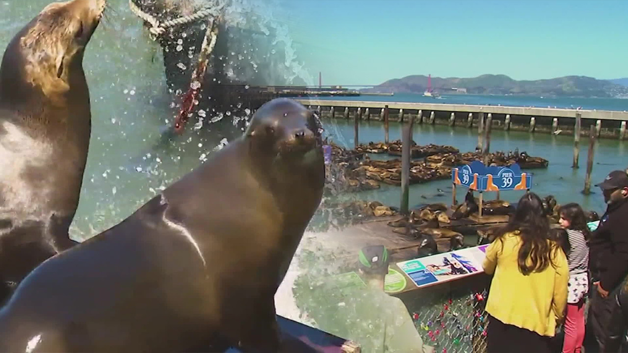 바다사자 천국 샌프란시스코…멸치떼 쫓아 1천 마리 가득