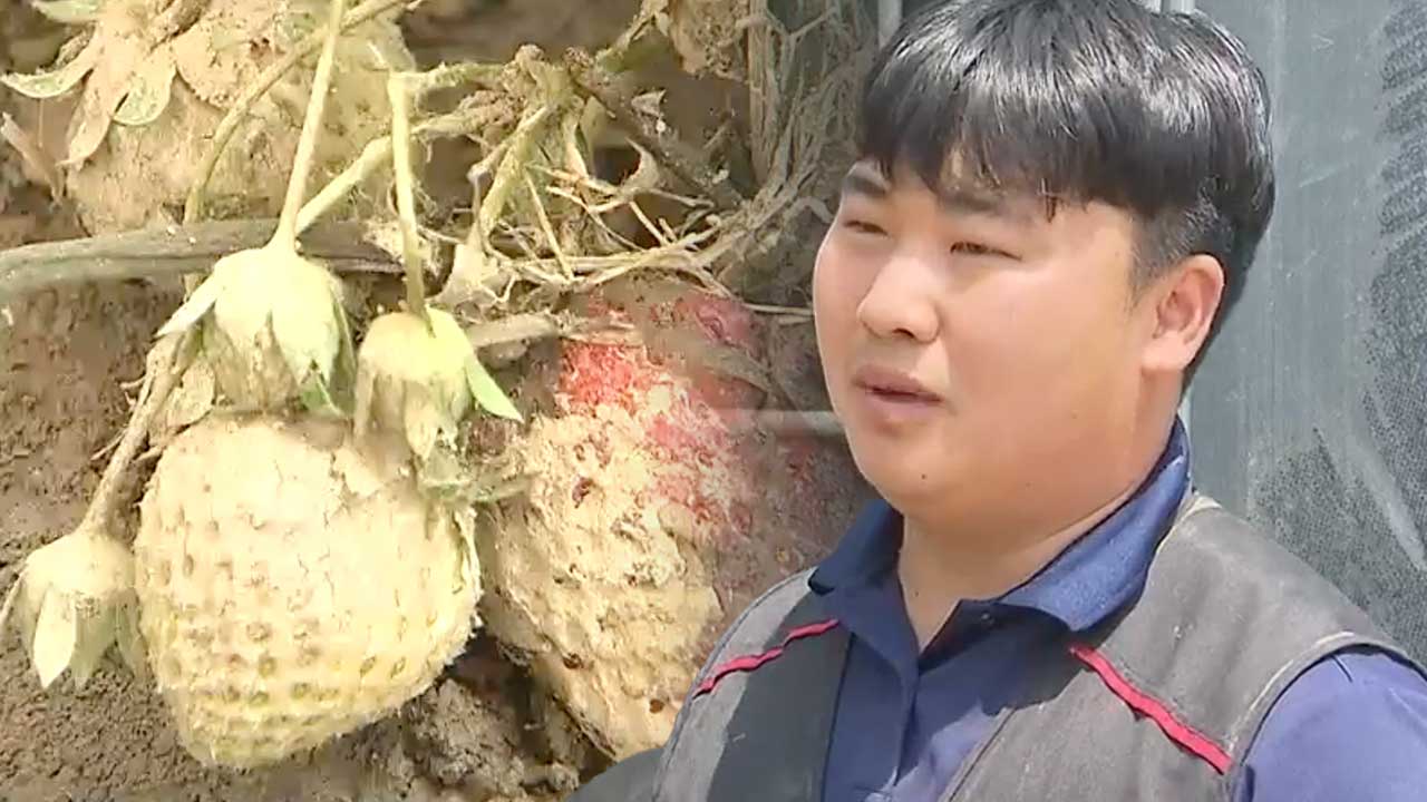 침수에 떠내려간 ‘청년 농부의 희망’