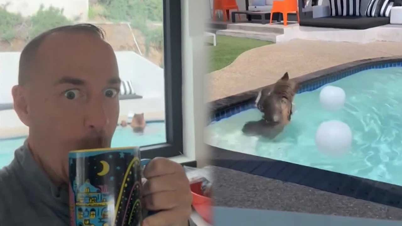 미국, 가정집 수영장서 놀고 있는 곰 세 마리