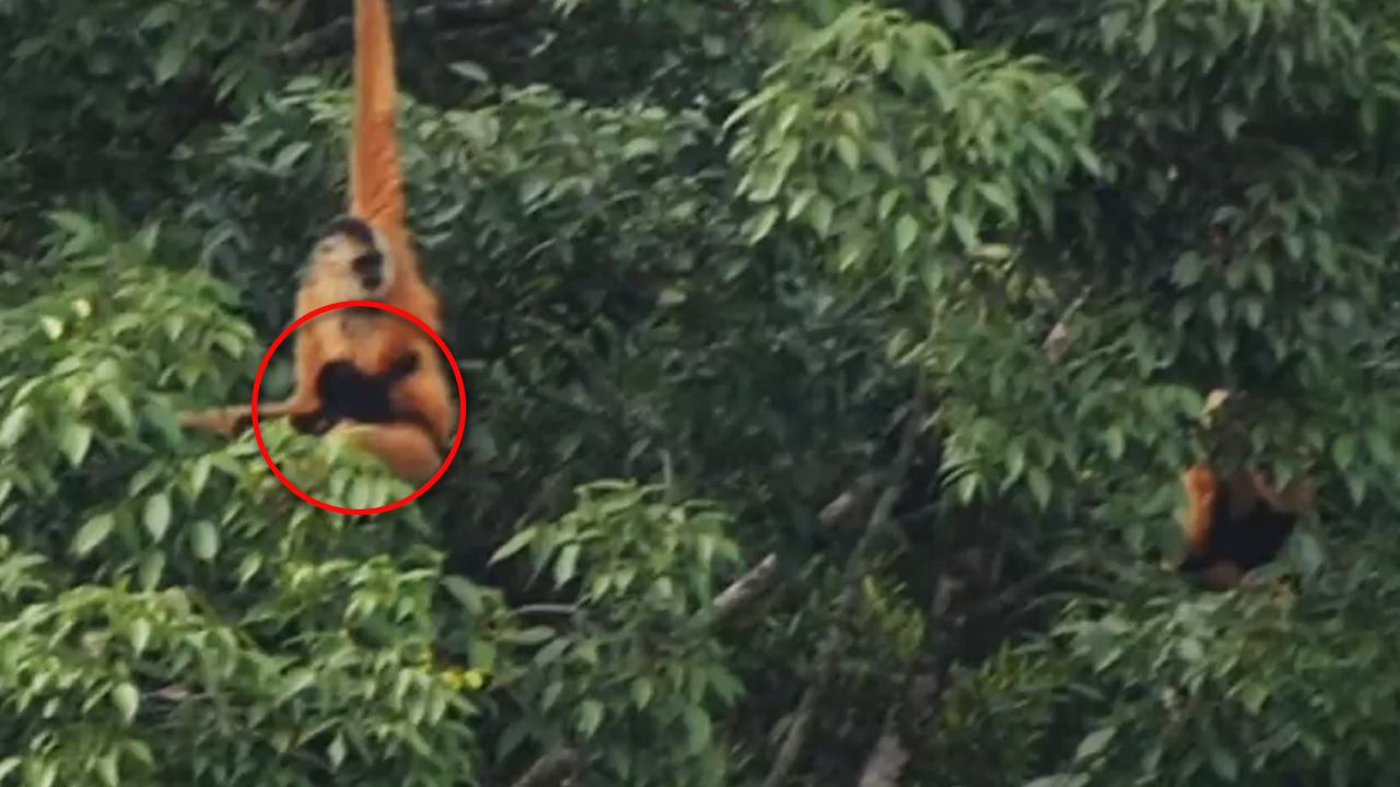중국, 멸종위기 동물 ‘보닛긴팔원숭이’ 새끼 발견